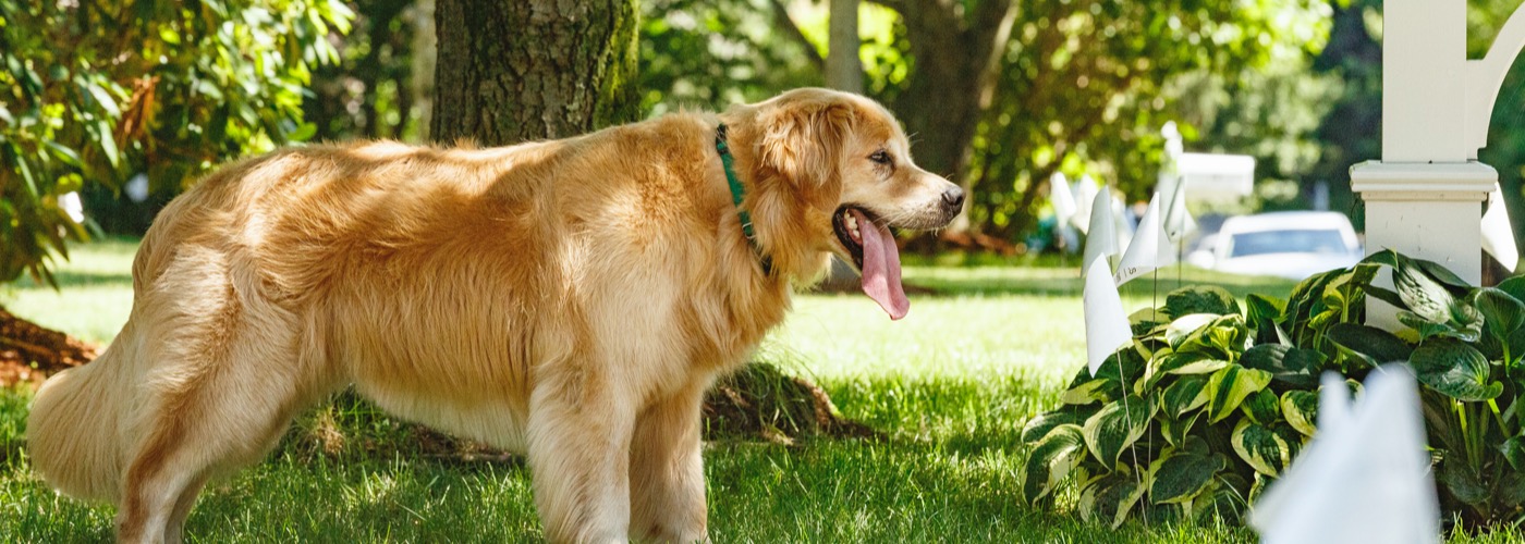 DogWatch of the Gulf Coast, Daphne, Alabama | Outdoor Hidden Dog Fences Slider Image