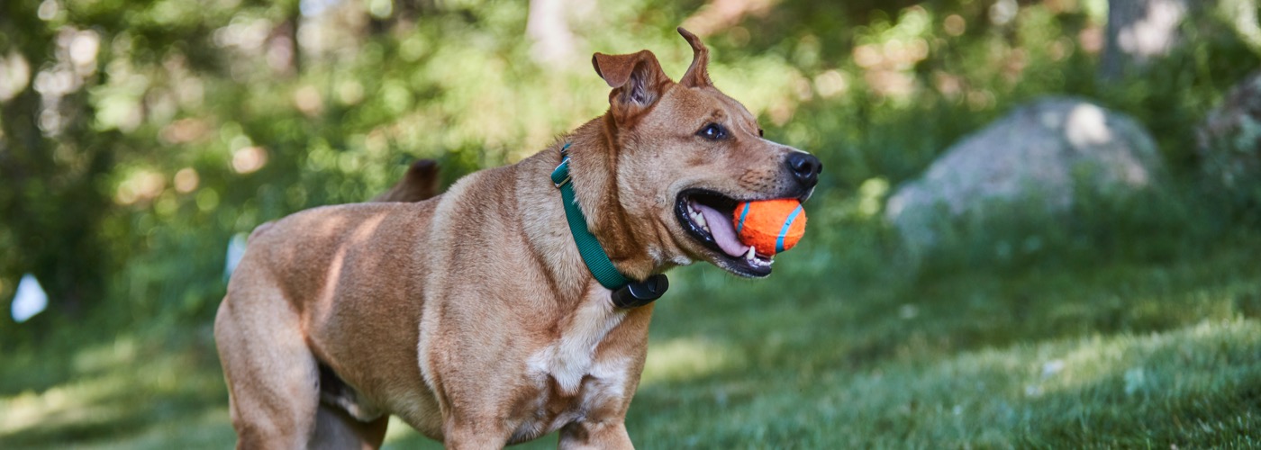 DogWatch of the Gulf Coast, Daphne, Alabama | ProFenceX Slider Image